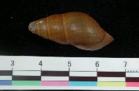 藏品(川蜷)的圖片